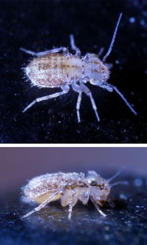 Cerobasis guestfalica